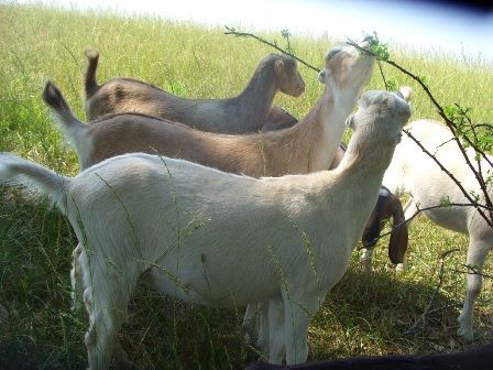 Ok, so I finally took my camera out...... - Goats