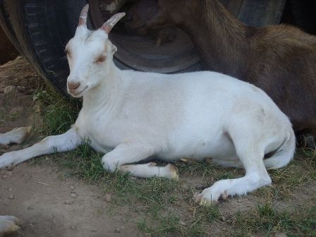 Looking to trade soon..... - Goats