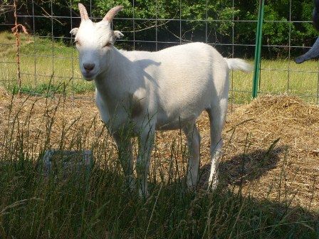 Looking to trade soon..... - Goats