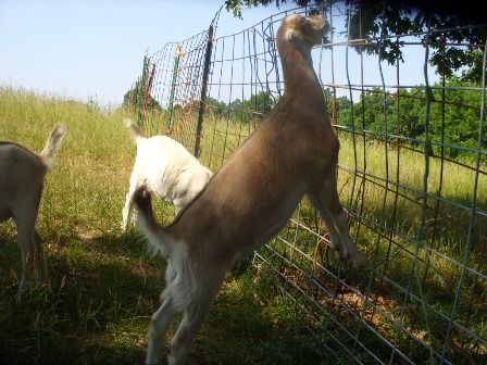 Ok, so I finally took my camera out...... - Goats