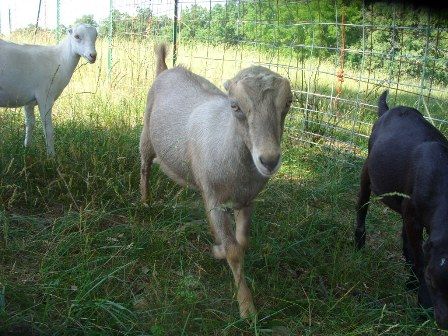 Ok, so I finally took my camera out...... - Goats