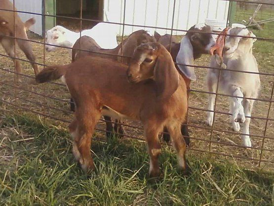 For Sale and Wanted - Goats