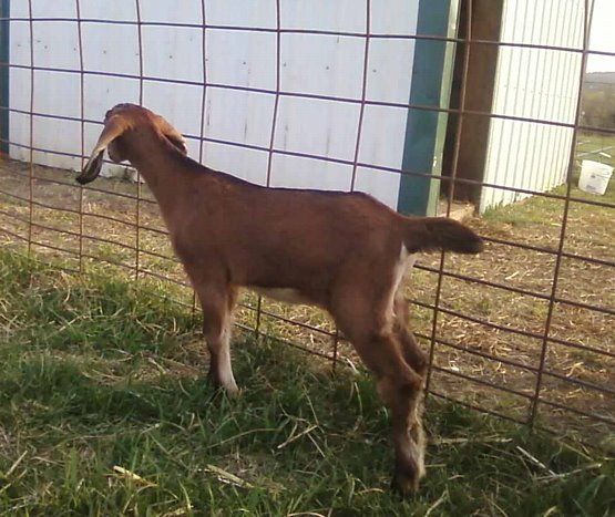 For Sale and Wanted - Goats