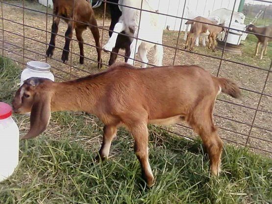 For Sale and Wanted - Goats
