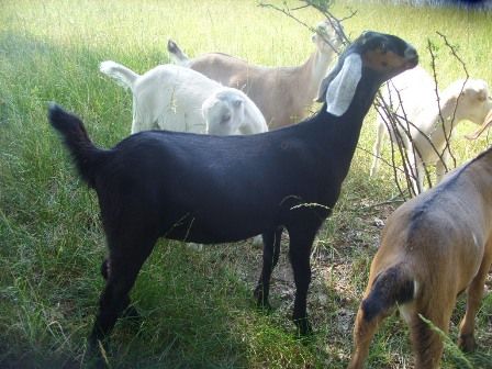 Ok, so I finally took my camera out...... - Goats