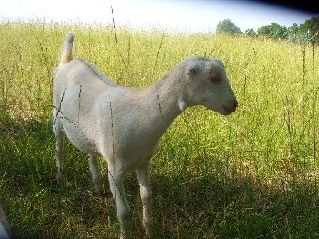 Ok, so I finally took my camera out...... - Goats