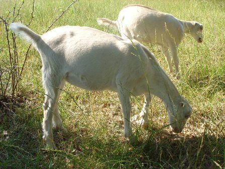 Ok, so I finally took my camera out...... - Goats