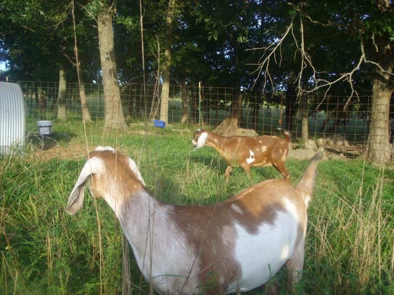 Pictures of the doelings like I promised - Goats