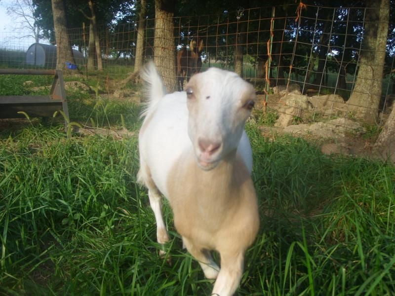 Pictures of the doelings like I promised - Goats