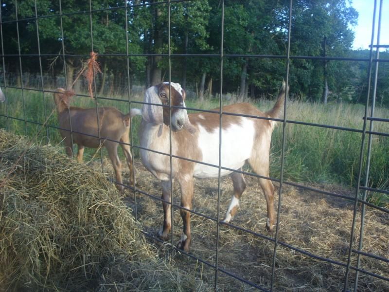 Pictures of the doelings like I promised - Goats