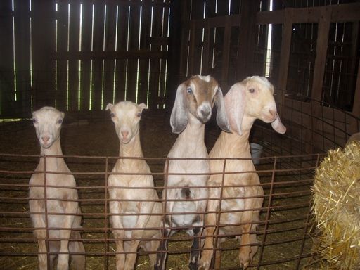 Going to St. Louis, Can Deliver Goats Along The Way....... - Goats