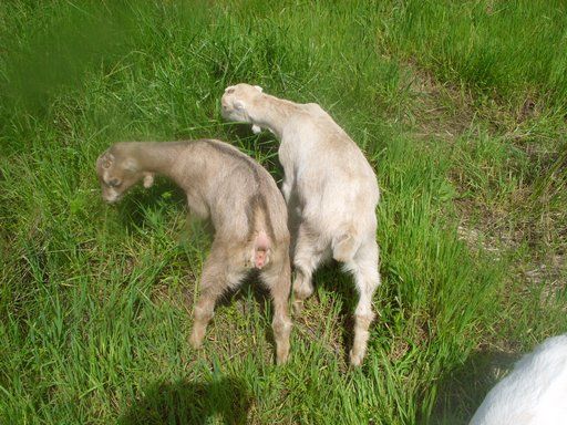 Going to St. Louis, Can Deliver Goats Along The Way....... - Goats