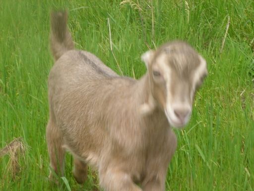 Going to St. Louis, Can Deliver Goats Along The Way....... - Goats