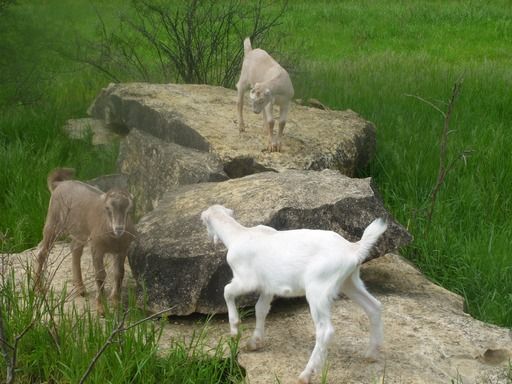 Going to St. Louis, Can Deliver Goats Along The Way....... - Goats