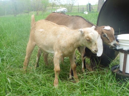Going to St. Louis, Can Deliver Goats Along The Way....... - Goats