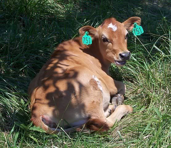 Dairy Heifers for sale in Southern Missouri - Cattle