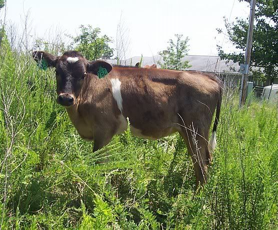Dairy Heifers for sale in Southern Missouri - Cattle