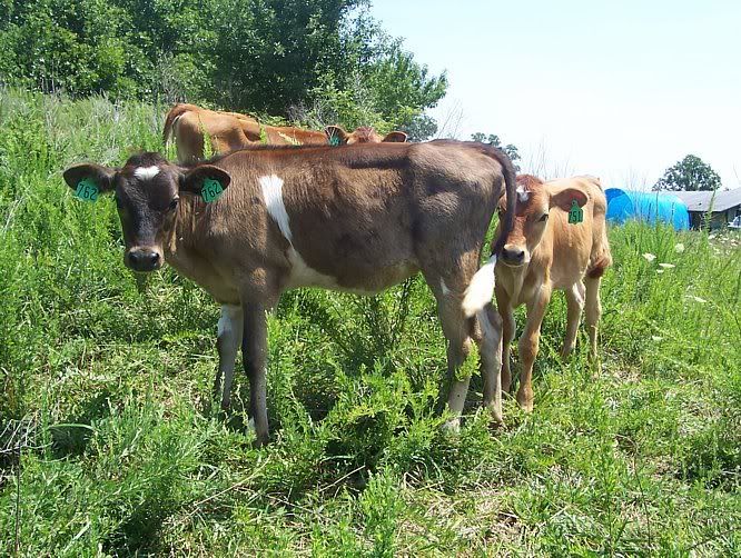 Dairy Heifers for sale in Southern Missouri - Cattle