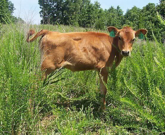 Dairy Heifers for sale in Southern Missouri - Cattle