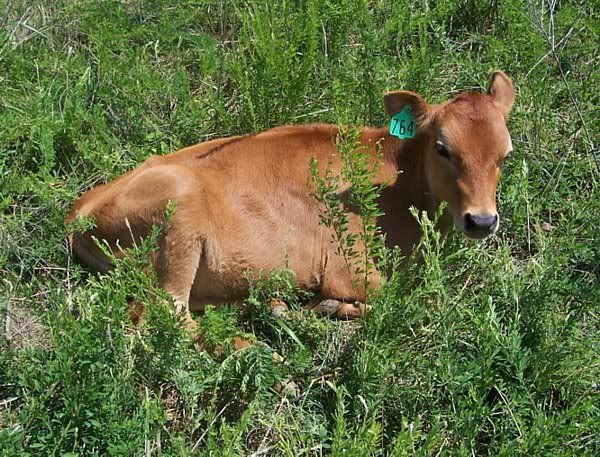 Dairy Heifers for sale in Southern Missouri - Cattle