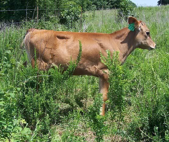 Dairy Heifers for sale in Southern Missouri - Cattle