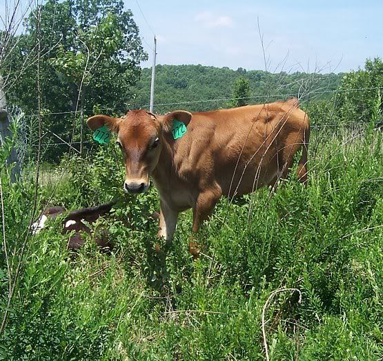 Dairy Heifers for sale in Southern Missouri - Cattle
