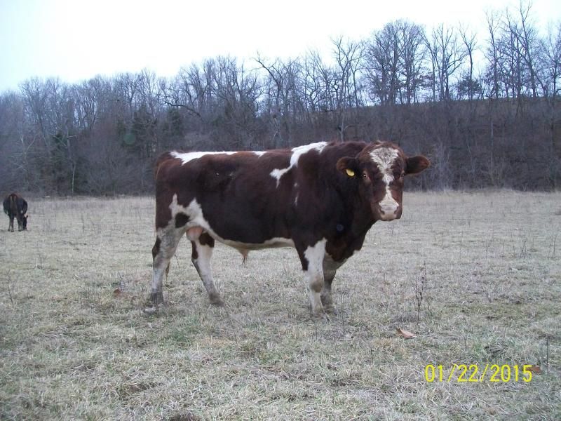 Ace, Registered Milking Shorthorn Bull 4-Sale-MO - Cattle