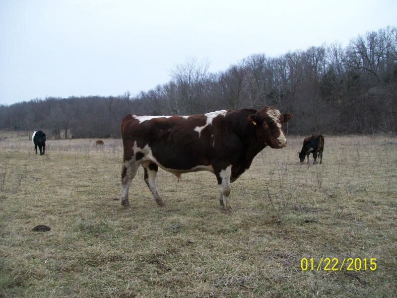 Ace, Registered Milking Shorthorn Bull 4-Sale-MO - Cattle