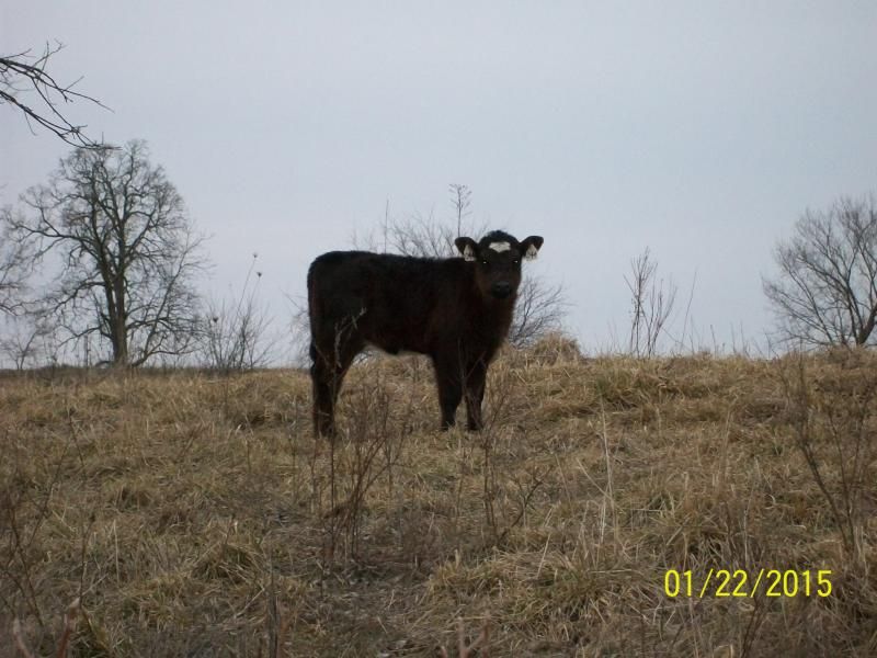 Ace, Registered Milking Shorthorn Bull 4-Sale-MO - Cattle