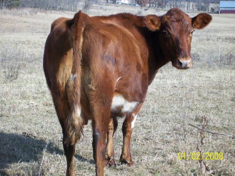 Ace, Registered Milking Shorthorn Bull 4-Sale-MO - Cattle
