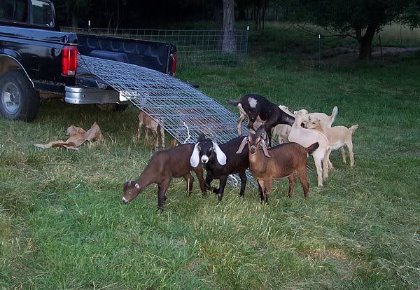 Okay, I want to try this too! - Goats