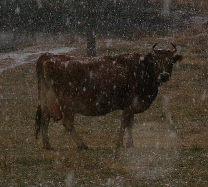 Weather change - Cattle