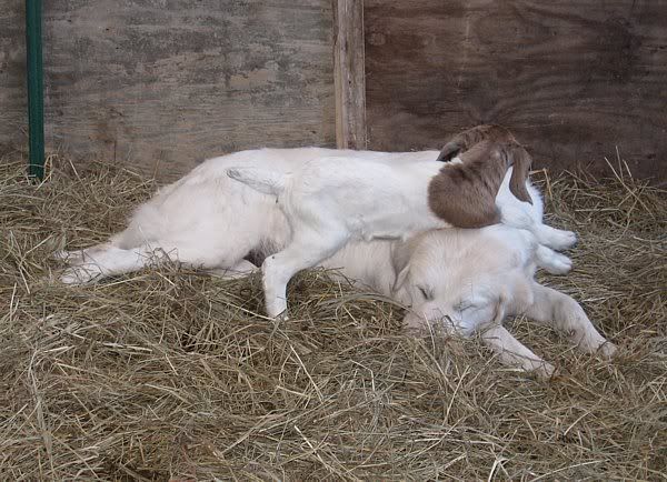 Up on doe watch and bored..... - Goats