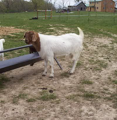 BoerX Doe for Sale -MO - Goats