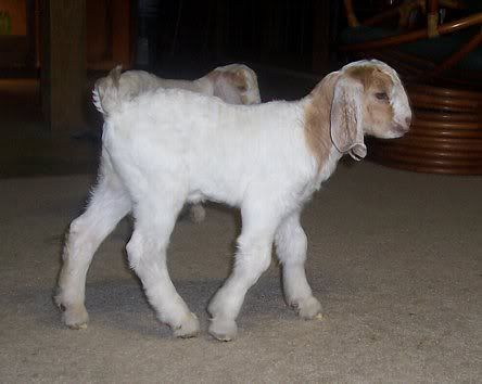 Can you guess the breed? - Goats