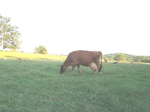 Do you have a family milk cow? - Cattle