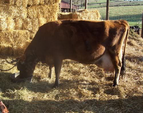 New calf......a bull! - Cattle