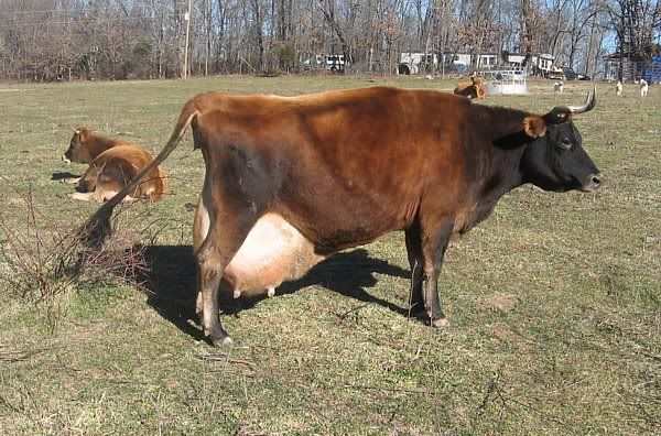 Last few weeks before calving - Cattle