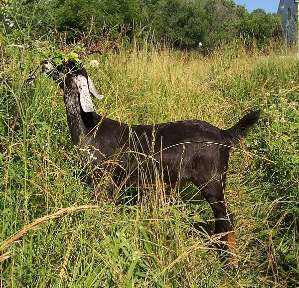 A few kids left..... - Goats