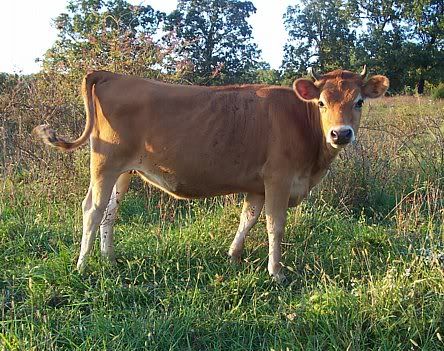 Do you have a family milk cow? - Cattle