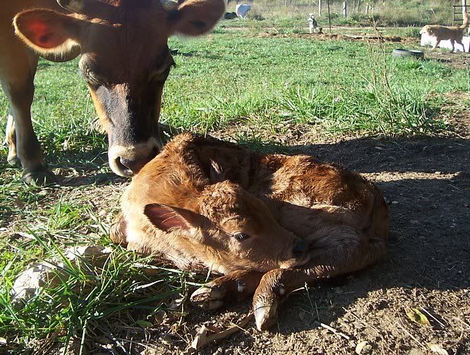 Stewart Little did leave a legacy!! - Cattle