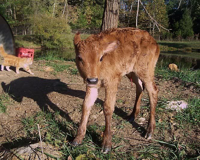 Stewart Little did leave a legacy!! - Cattle