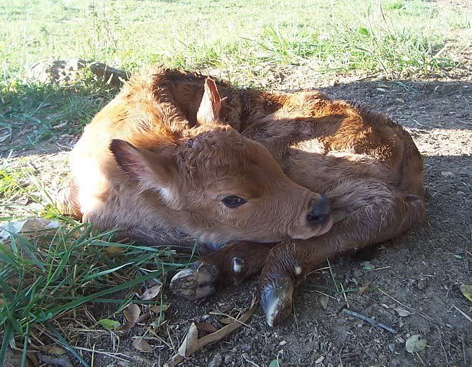 Stewart Little did leave a legacy!! - Cattle