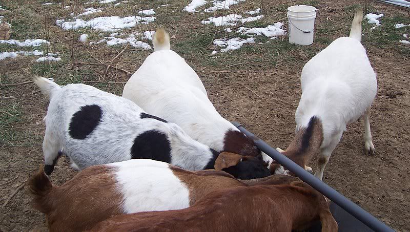 Kid fever coming on...baby bellies! - Goats