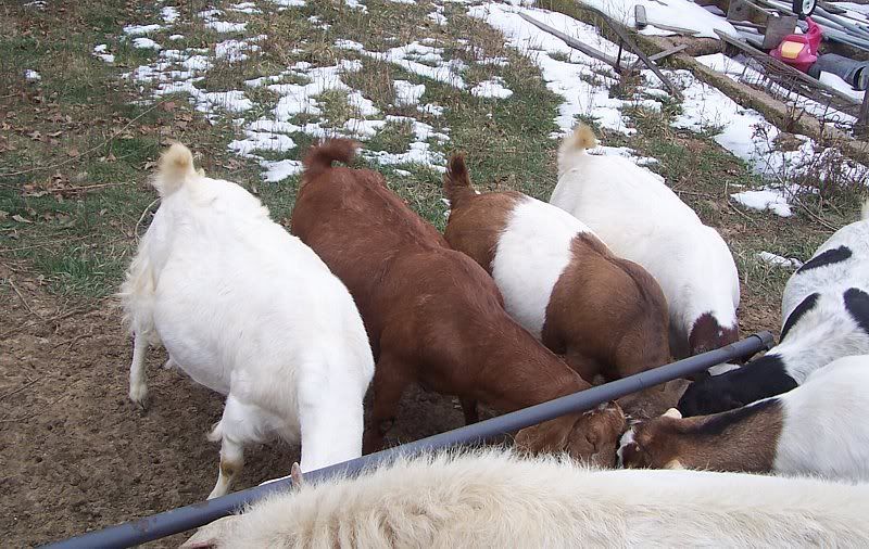 Kid fever coming on...baby bellies! - Goats