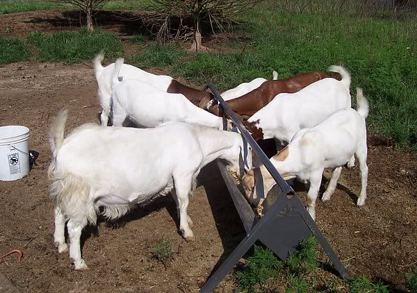 Okay, I want to try this too! - Goats