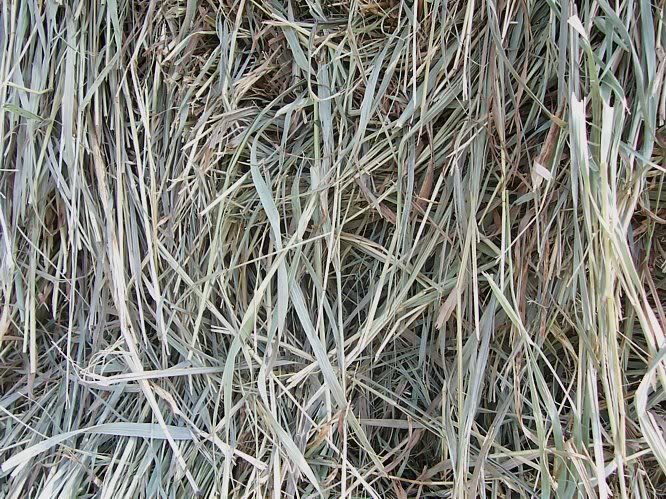 ASAP.Good Goat Hay Available *Today* only - Goats