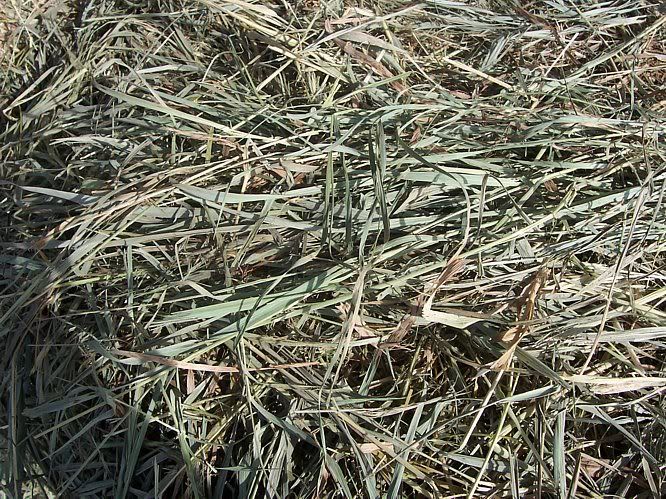 ASAP.Good Goat Hay Available *Today* only - Goats