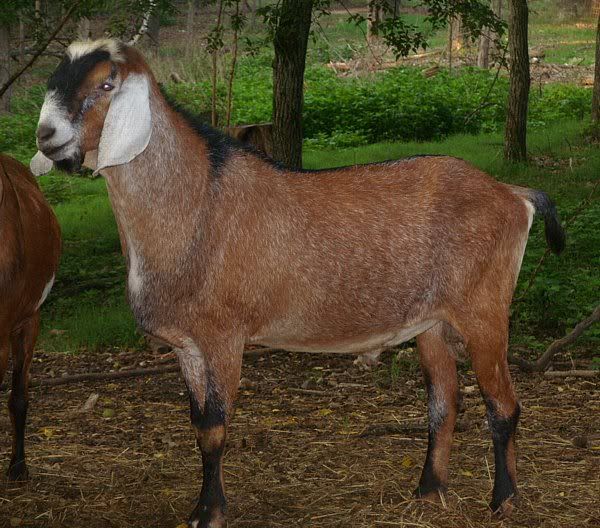 How they do grow..... - Goats