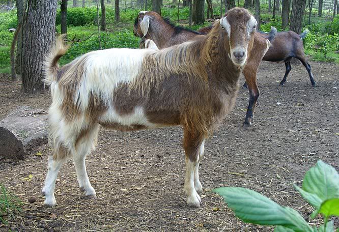 Post your "romeo" thread!!! - Goats